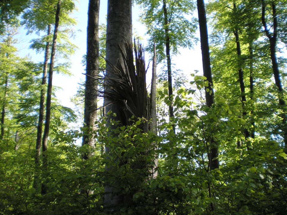 20120520 Trdinov vrh,Mirna in mala gora - foto povečava