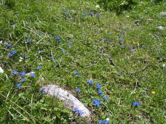 20120527 Zelenica,Palec,Zelenjak,Ljubeljščica - foto