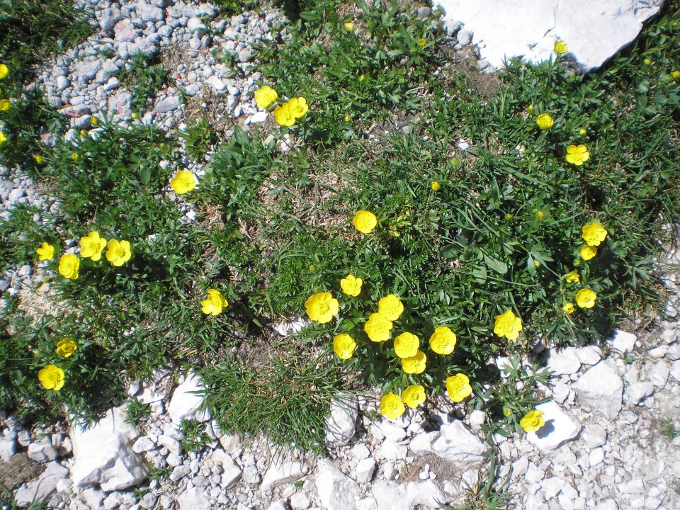 20120617 Dobrač - foto povečava