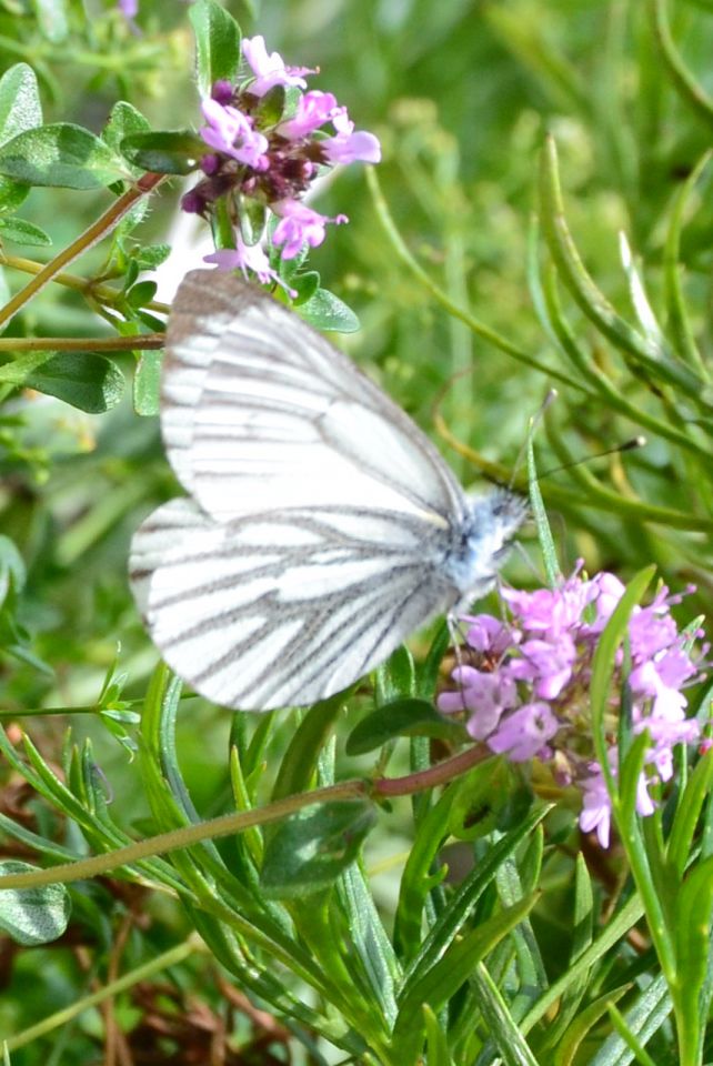 20120709 Sedmera jezera-OŠ Bogojina - foto povečava