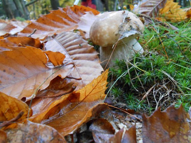 20121103 Čez Tojzlov vrh na Žavcarjev vrh - foto