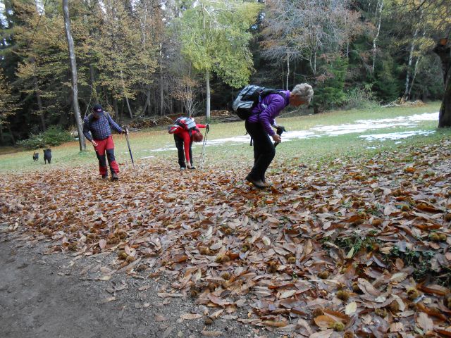 20121103 Čez Tojzlov vrh na Žavcarjev vrh - foto