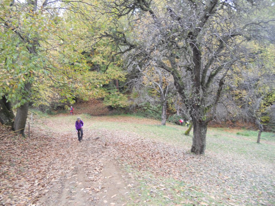 20121103 Čez Tojzlov vrh na Žavcarjev vrh - foto povečava