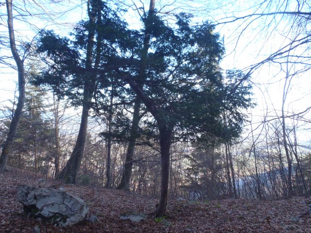 20130101 Konjiška gora - Stolpnik - foto