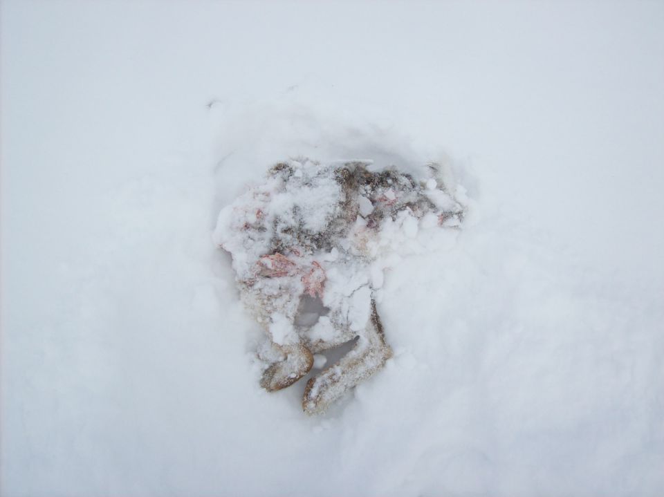 20130208 Velika planina - foto povečava