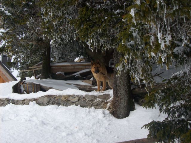 20130208 Velika planina - foto