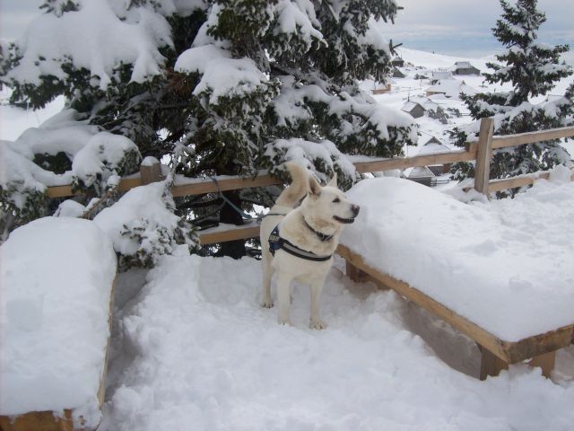20130208 Velika planina - foto