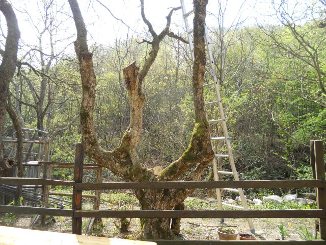 20130421 Iz Boljunca ob dolini Glinščice - foto