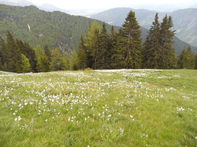 20130609 Planina-Golica-D.Baba-Dovje - foto