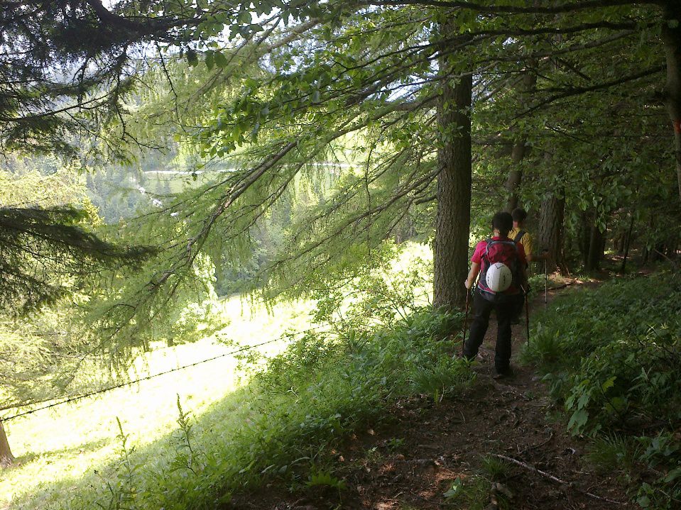 Pot skozi gozd proti Zgornjemu Špehu