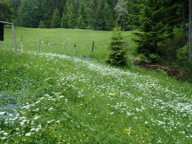 20130616 Ivarčko-grofovsaka-uršlja-križan.. - foto