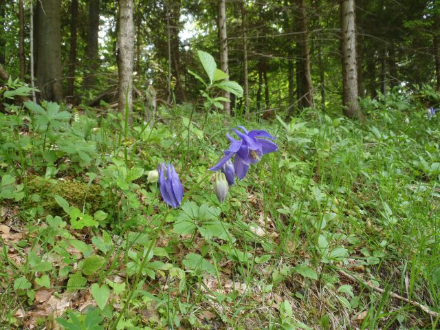 20130616 Ivarčko-grofovsaka-uršlja-križan.. - foto