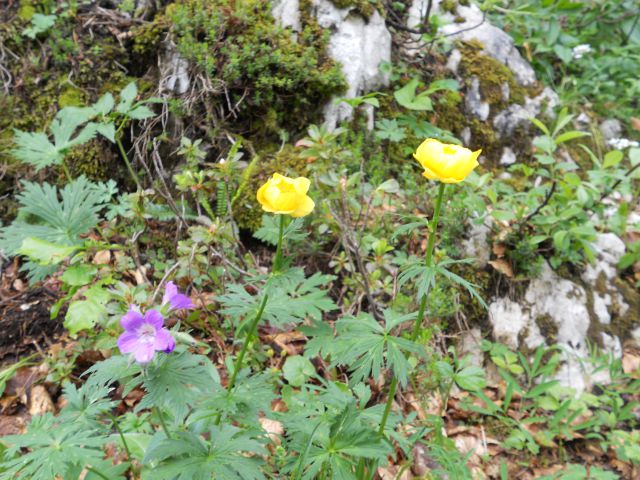 20130625 R.laz-Šija-Rodica-Č.prst - foto