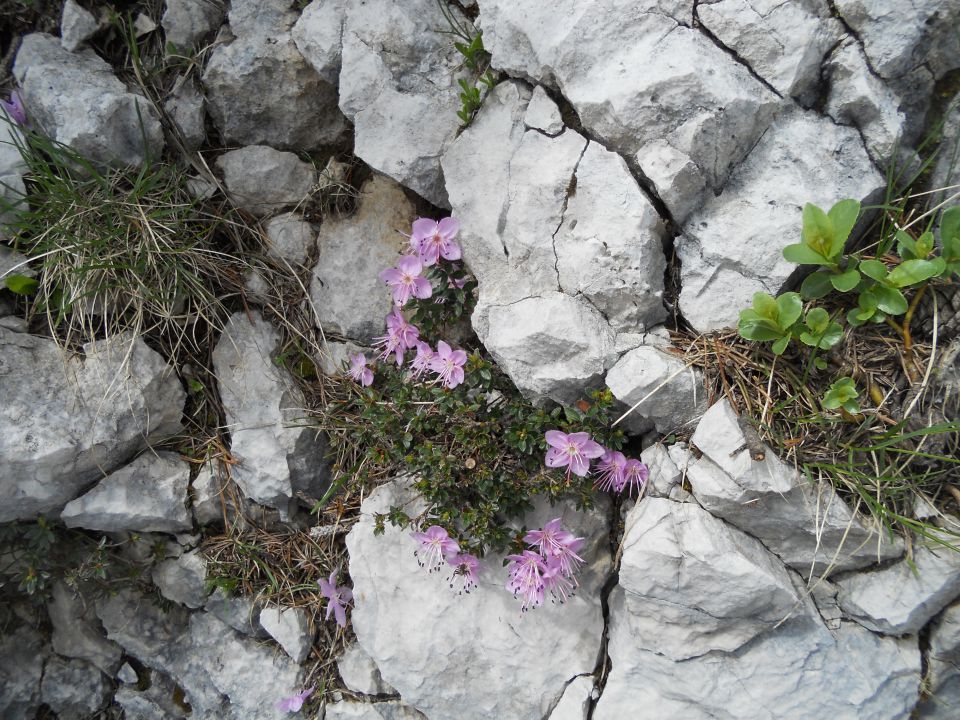 20130625 R.laz-Šija-Rodica-Č.prst - foto povečava