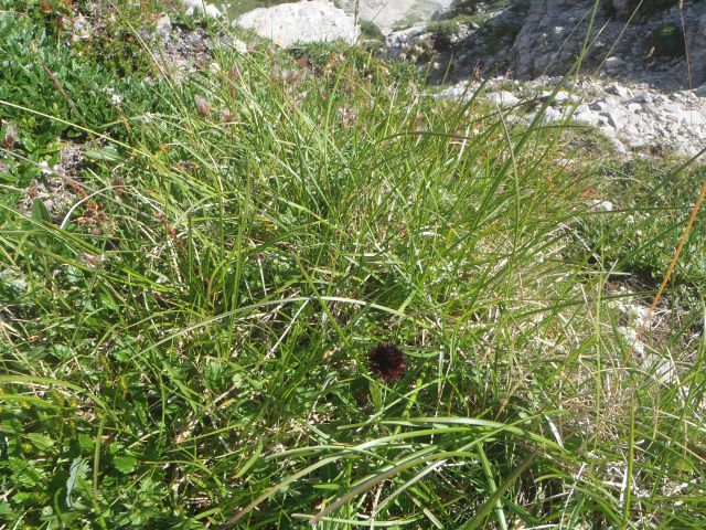 20130728 Viševnik - foto