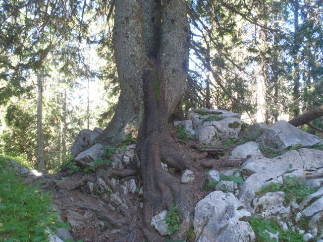 Le kako se obdrži na skali.