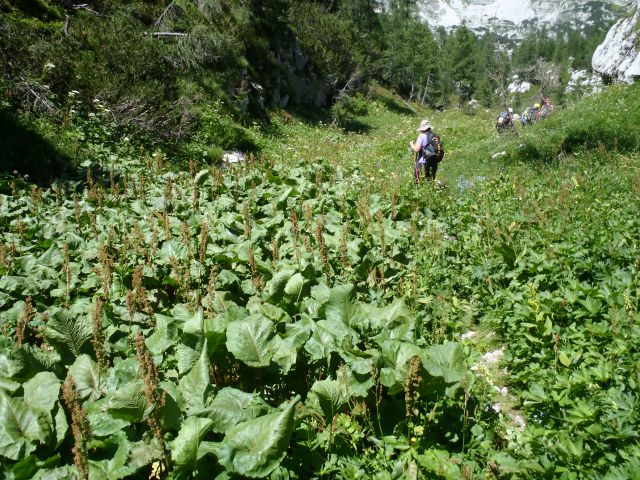 20130802 Komarča,Lepo špičje,Prehodavci - foto