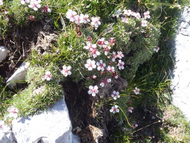 20130802 Komarča,Lepo špičje,Prehodavci - foto