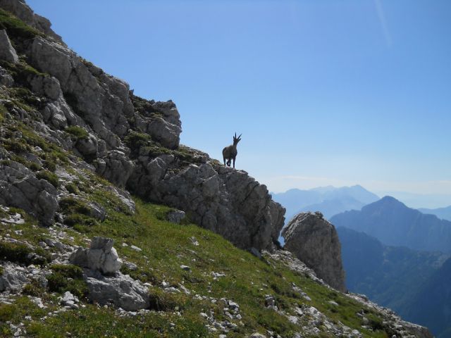 Kozorogi na plezalni poti Anita Goitan