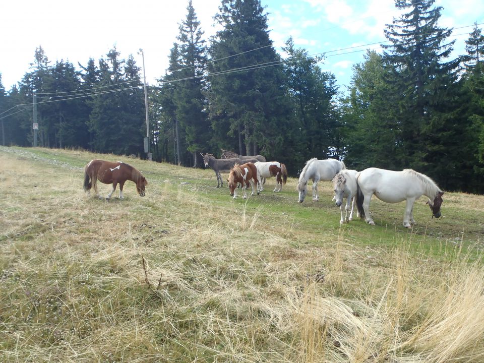 20130829 Po Pohorju - foto povečava