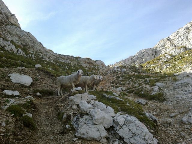 Ovce na poti na Malo Mojstrovko