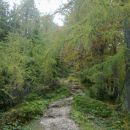 Pot skozi gozd na Ciprnik