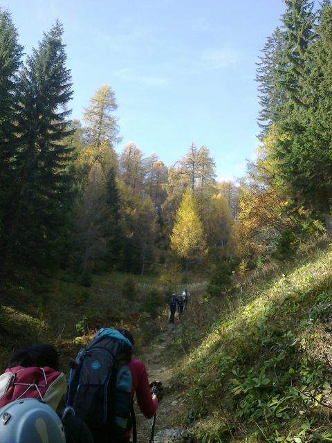 Pot skozi gozd