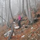 Pot skozi gozd