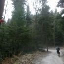Pot skozi gozd