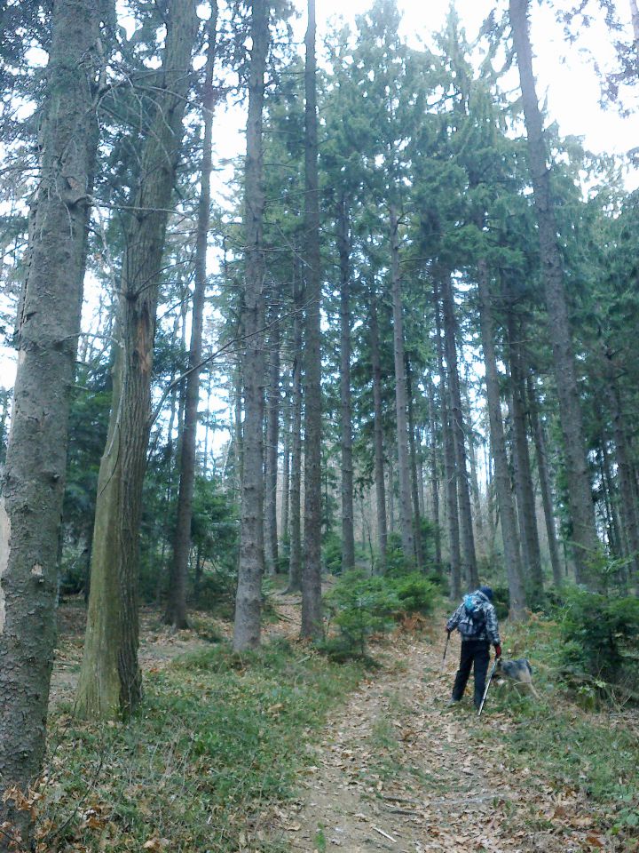 Pot skozi gozd proti Podmeji