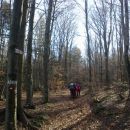 Pot skozi gozd proti Furlanovemu zavetišču pri Abramu