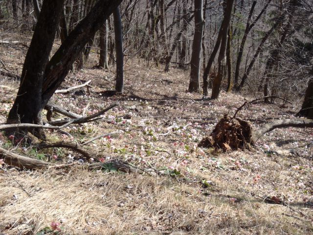 20140309 Prvine-Čemšeniška-Krvavica in nazaj - foto