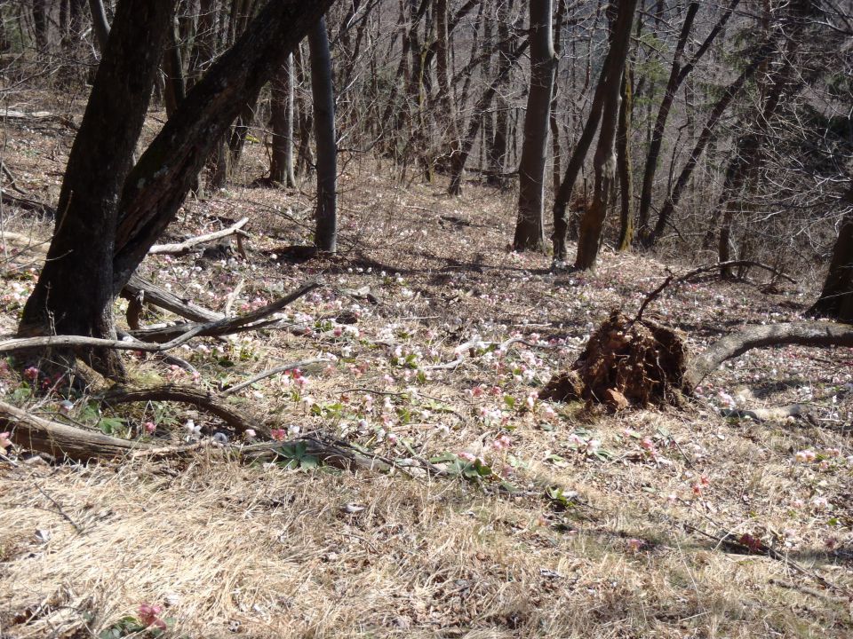 20140309 Prvine-Čemšeniška-Krvavica in nazaj - foto povečava