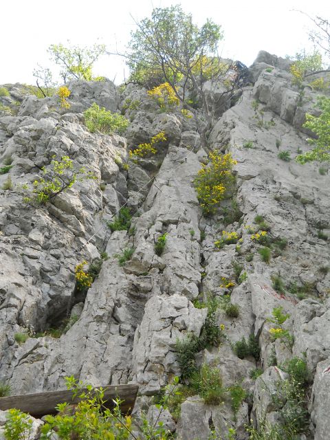 Plezalna stena je obdana s cvetočimi rožicami :)