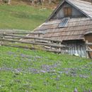 20140406 Velika planina-cvetlična fantazija