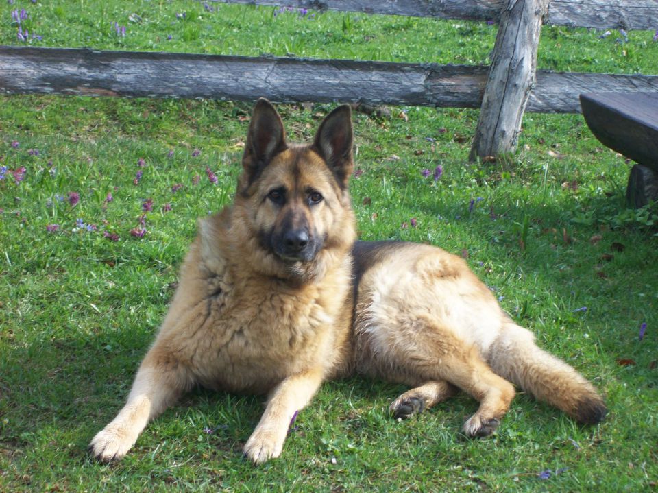 20140406 Velika planina-cvetlična fantazija - foto povečava