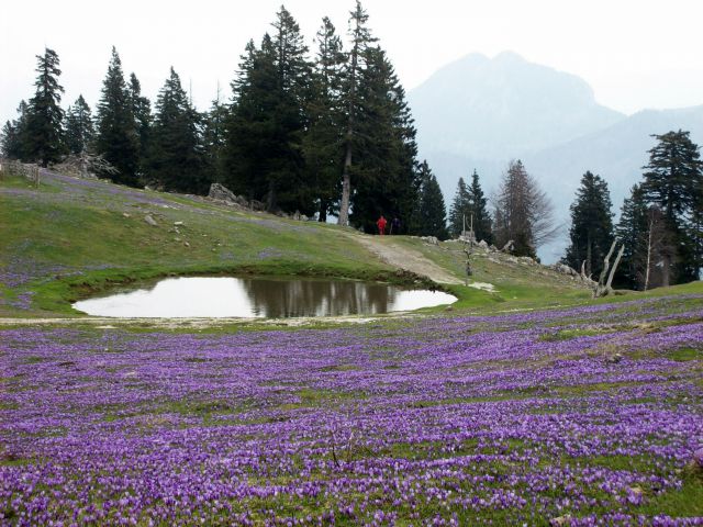 20140406 Velika planina-cvetlična fantazija - foto