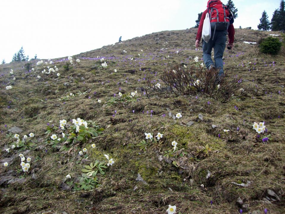 20140406 Velika planina-cvetlična fantazija - foto povečava