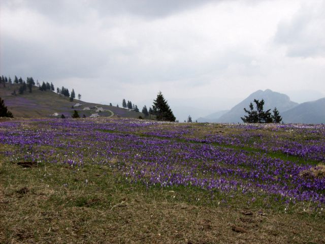 20140406 Velika planina-cvetlična fantazija - foto