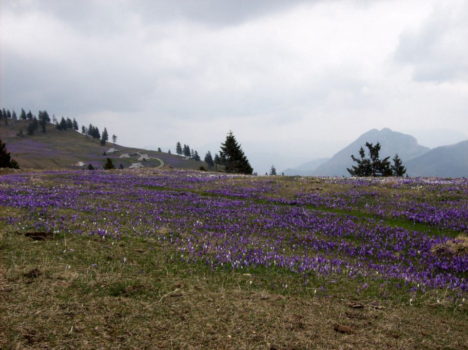 20140406 Velika planina-cvetlična fantazija - foto povečava
