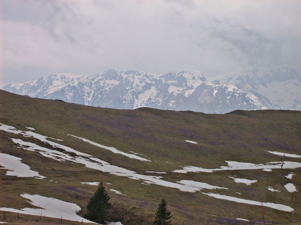 20140406 Velika planina-cvetlična fantazija - foto povečava