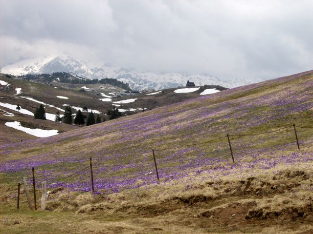 20140406 Velika planina-cvetlična fantazija - foto