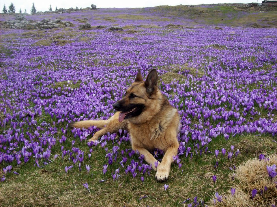 20140406 Velika planina-cvetlična fantazija - foto povečava