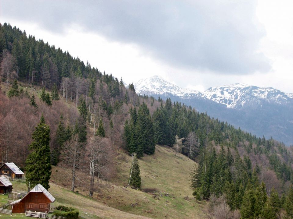 20140406 Velika planina-cvetlična fantazija - foto povečava