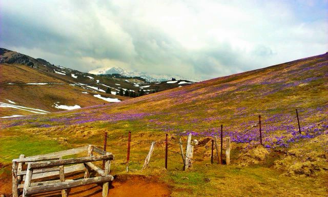 20140406 Velika planina-cvetlična fantazija - foto