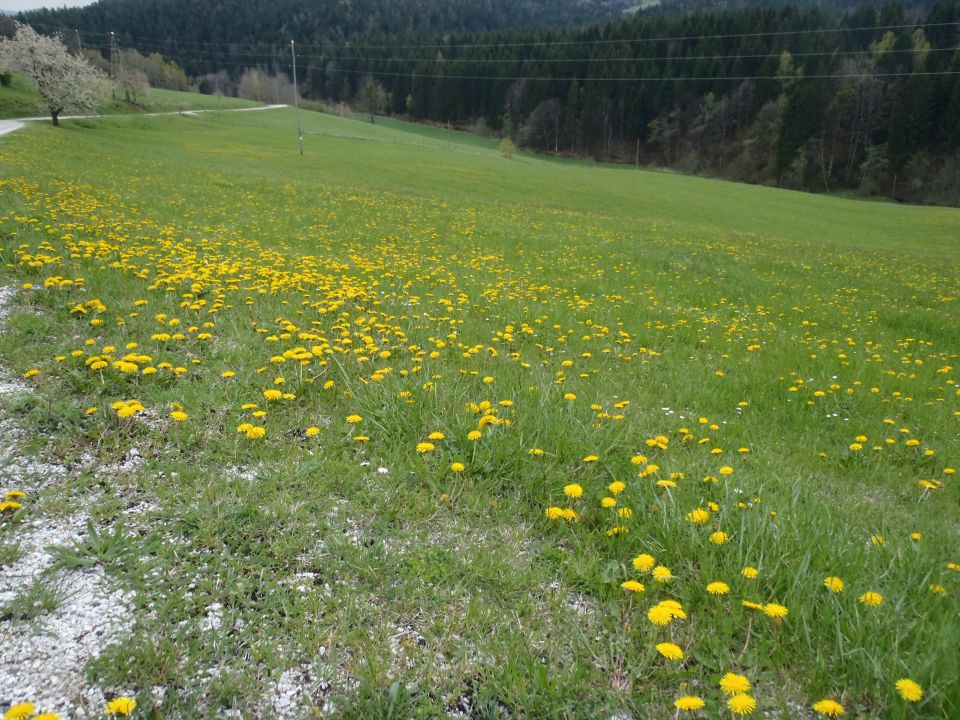 20140413 Šmartno na Poh-Ruška,krožna - foto povečava