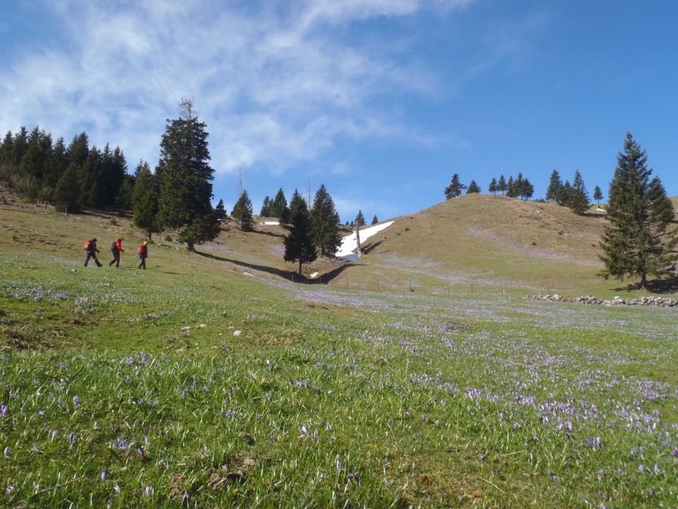 20140417 Velika planina še vedno v cvetju - foto povečava