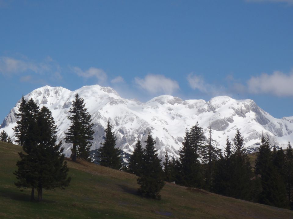 20140417 Velika planina še vedno v cvetju - foto povečava