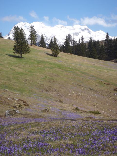 20140417 Velika planina še vedno v cvetju - foto