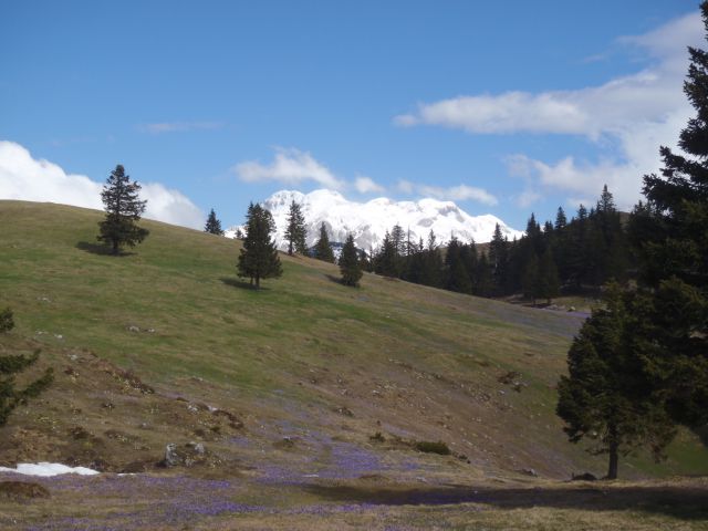 20140417 Velika planina še vedno v cvetju - foto